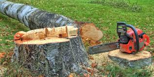 Best Tree Disease Treatment  in Solvay, NY