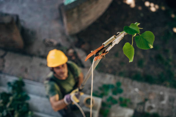 Professional Tree Removal in Solvay, NY