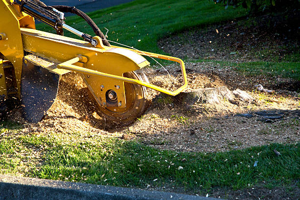 Best Tree Cabling and Bracing  in Solvay, NY
