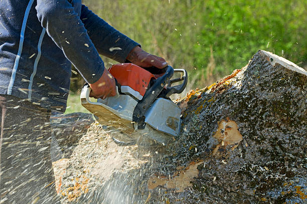 Best Pest Control for Lawns  in Solvay, NY